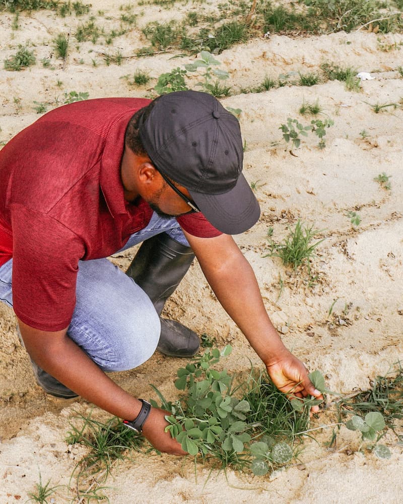 Farmer crouching to inspect young plants in the soil