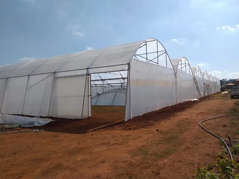 Joined multispan tunnels with an open gable showing the shared structure inside
