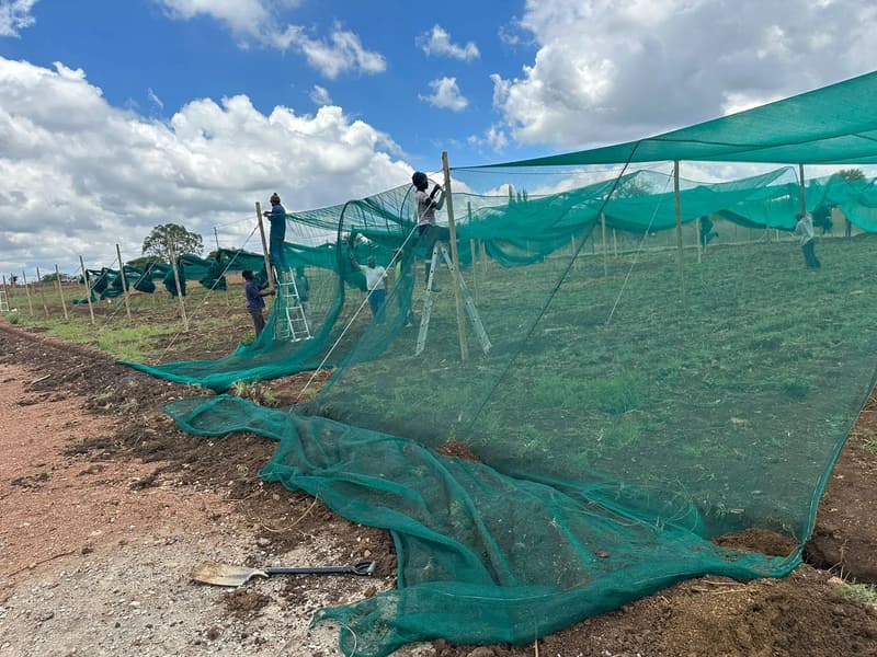 Installers on ladders pulling green shade net over treated wooden poles