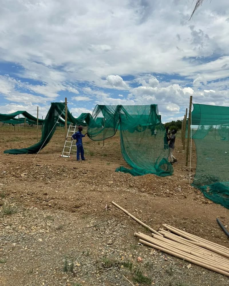 Team fixing green shade net to wooden poles, with spare poles stacked in front