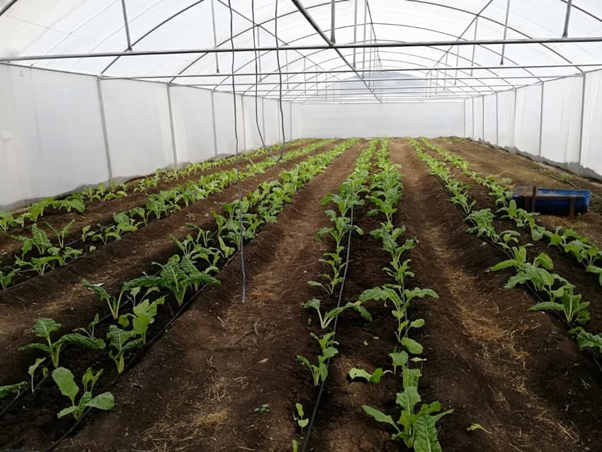 Rows of young leafy plants on drip lines inside a white tunnel