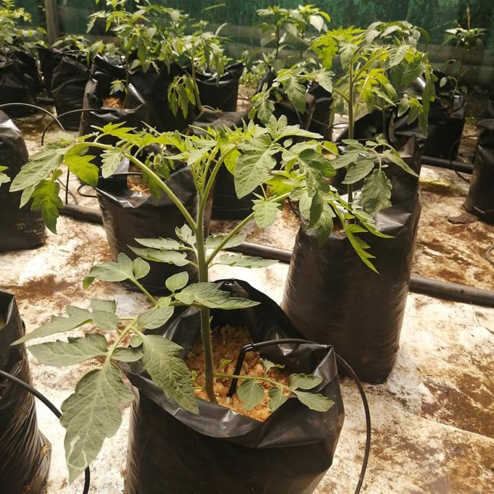 Tomato plants growing in black planting bags fed by drip lines