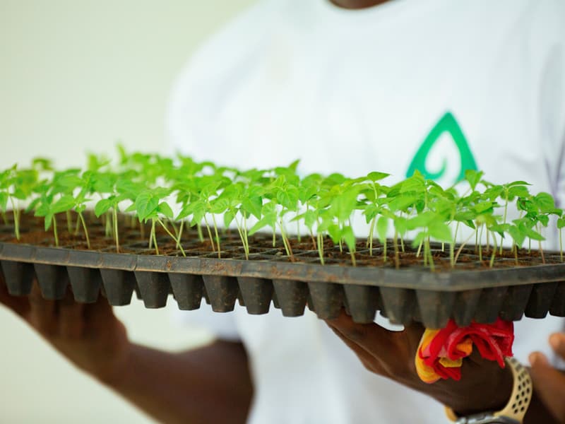 Tray of young seedlings held in both hands