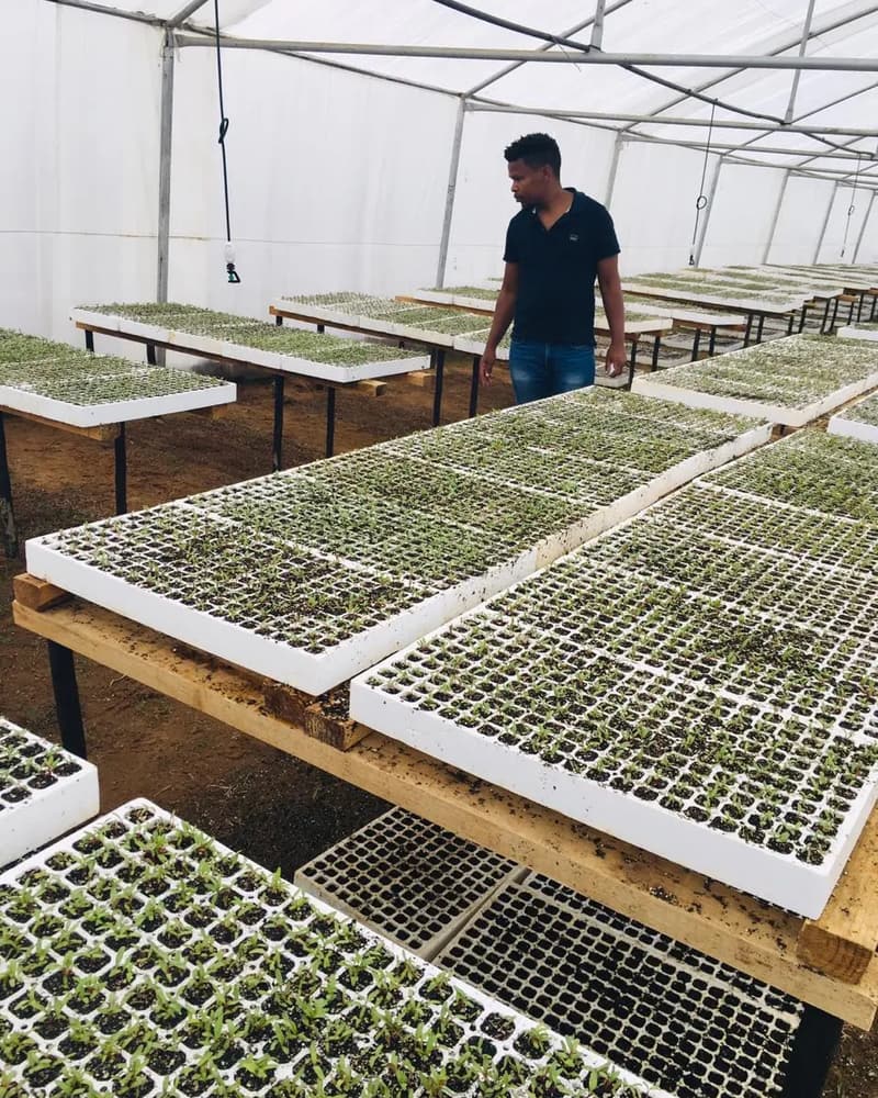 Grower checking seedling trays laid out on tables inside a tunnel
