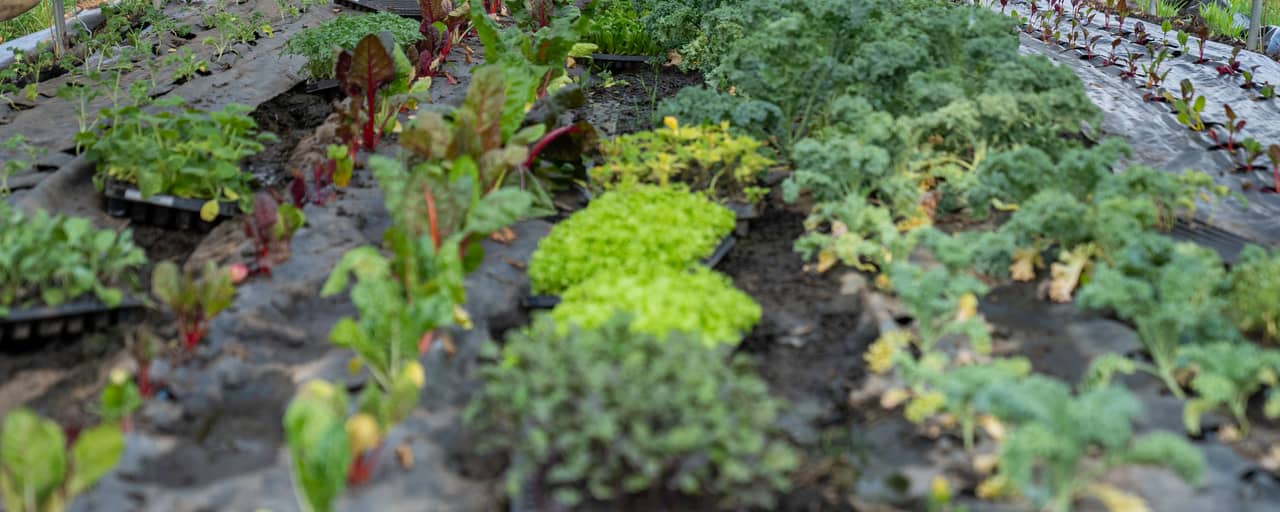 Rows of leafy greens, lettuce and chard growing inside a tunnel
