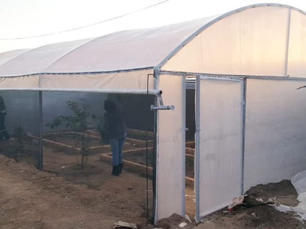 Small tunnel with its side rolled up, showing raised beds and young trees inside