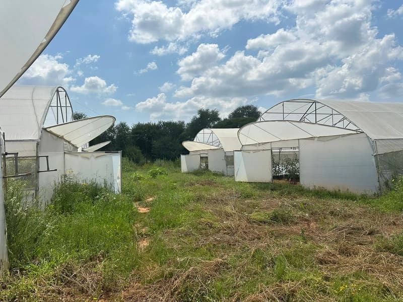 Tunnels with raised gable flaps and open doors, with young plants visible inside